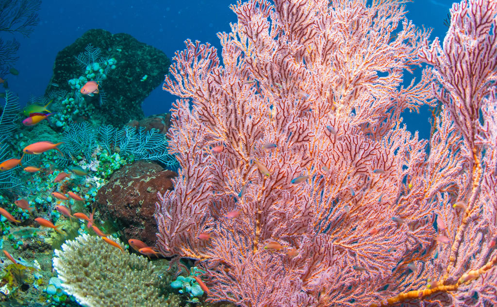 Balinese diving