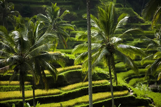 Rice Terraces